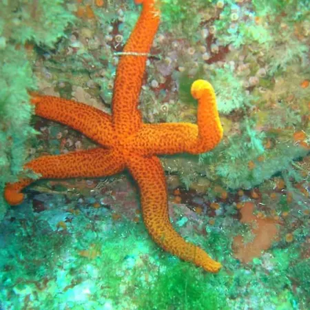 Appartamento Tininha Da Ilha - Escape Peniche