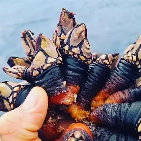 Tininha Da Ilha - Escape Appartamento *