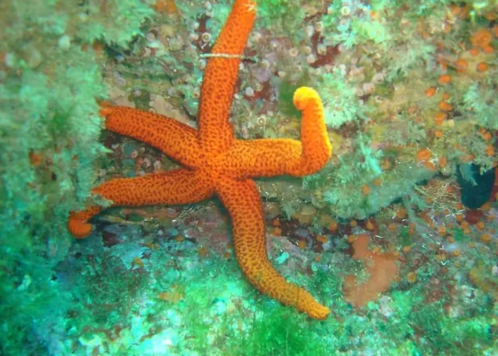 Appartamento Tininha Da Ilha - Escape Peniche