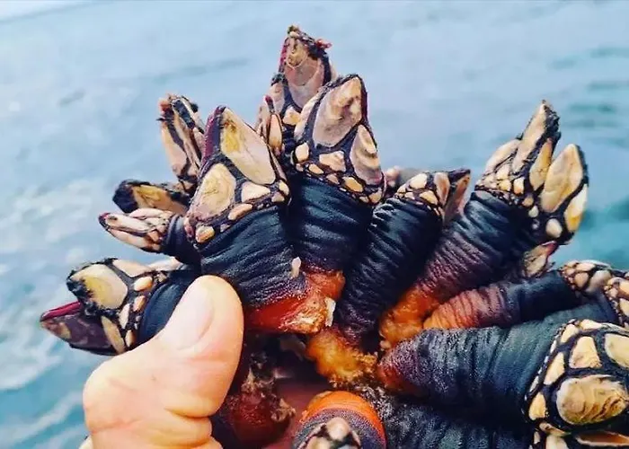 Tininha Da Ilha - Escape Appartamento *